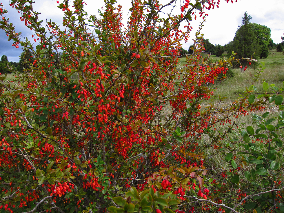 Berberitze im August