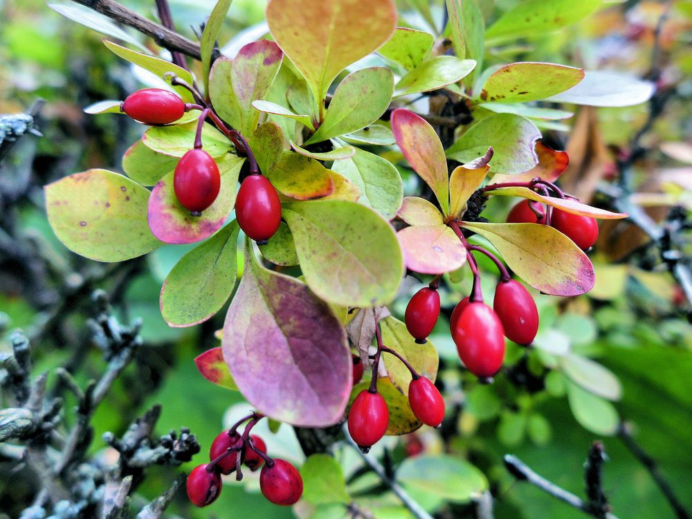 Berberitze im Herbst