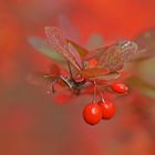 Berberitze im Herbst-Rot