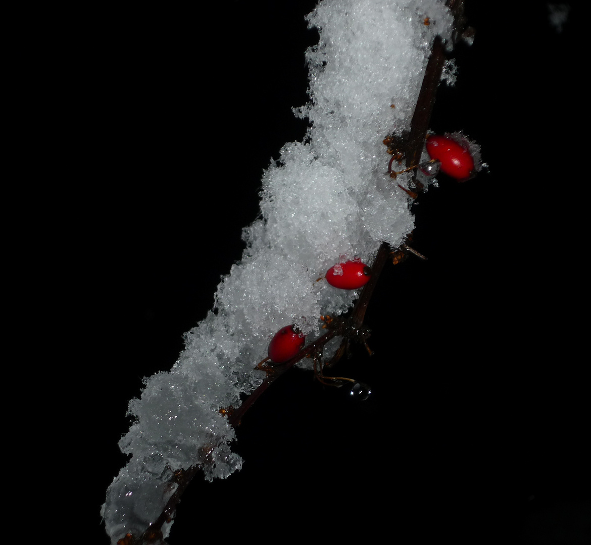 Berberitze im Schnee