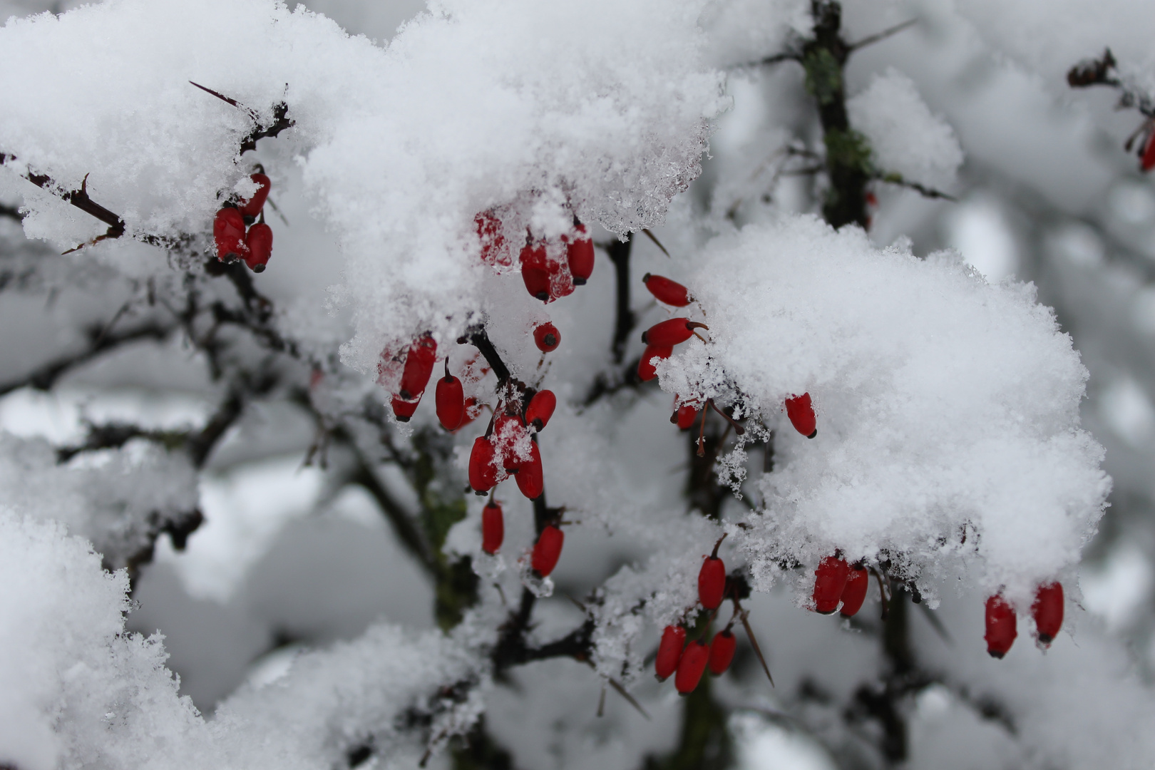 Berberitze im Schnee