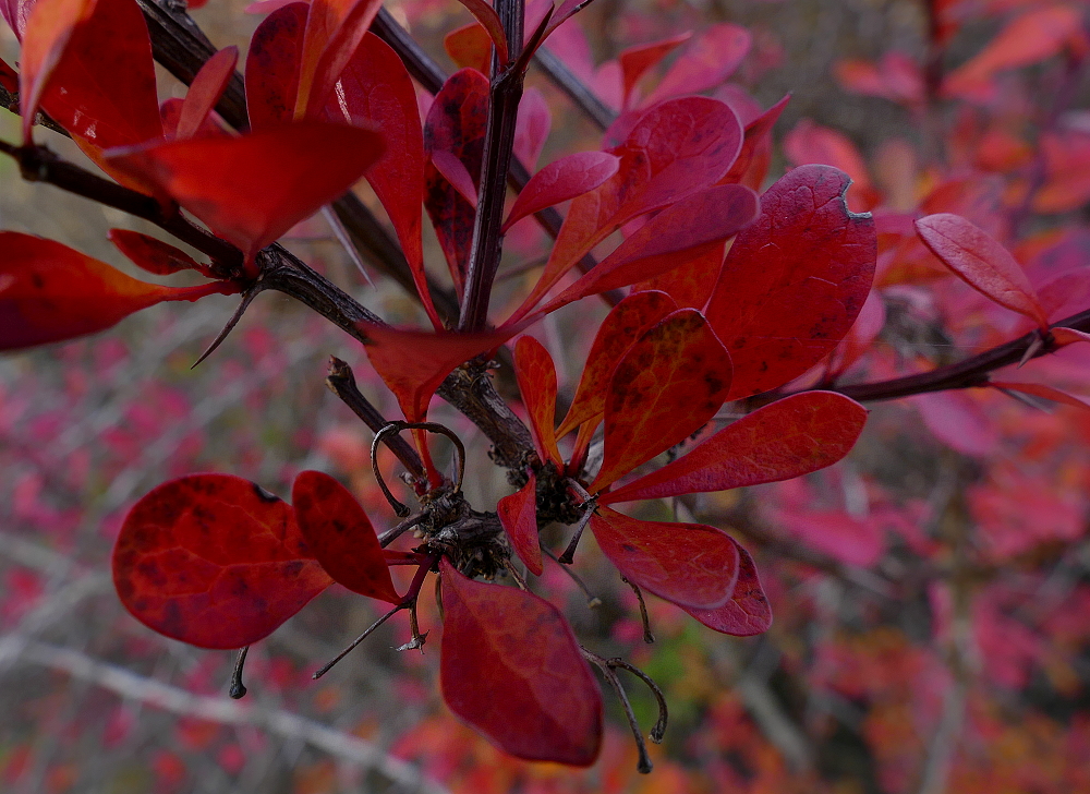 Berberitze in herbstlichem Rot