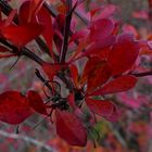 Berberitze in herbstlichem Rot