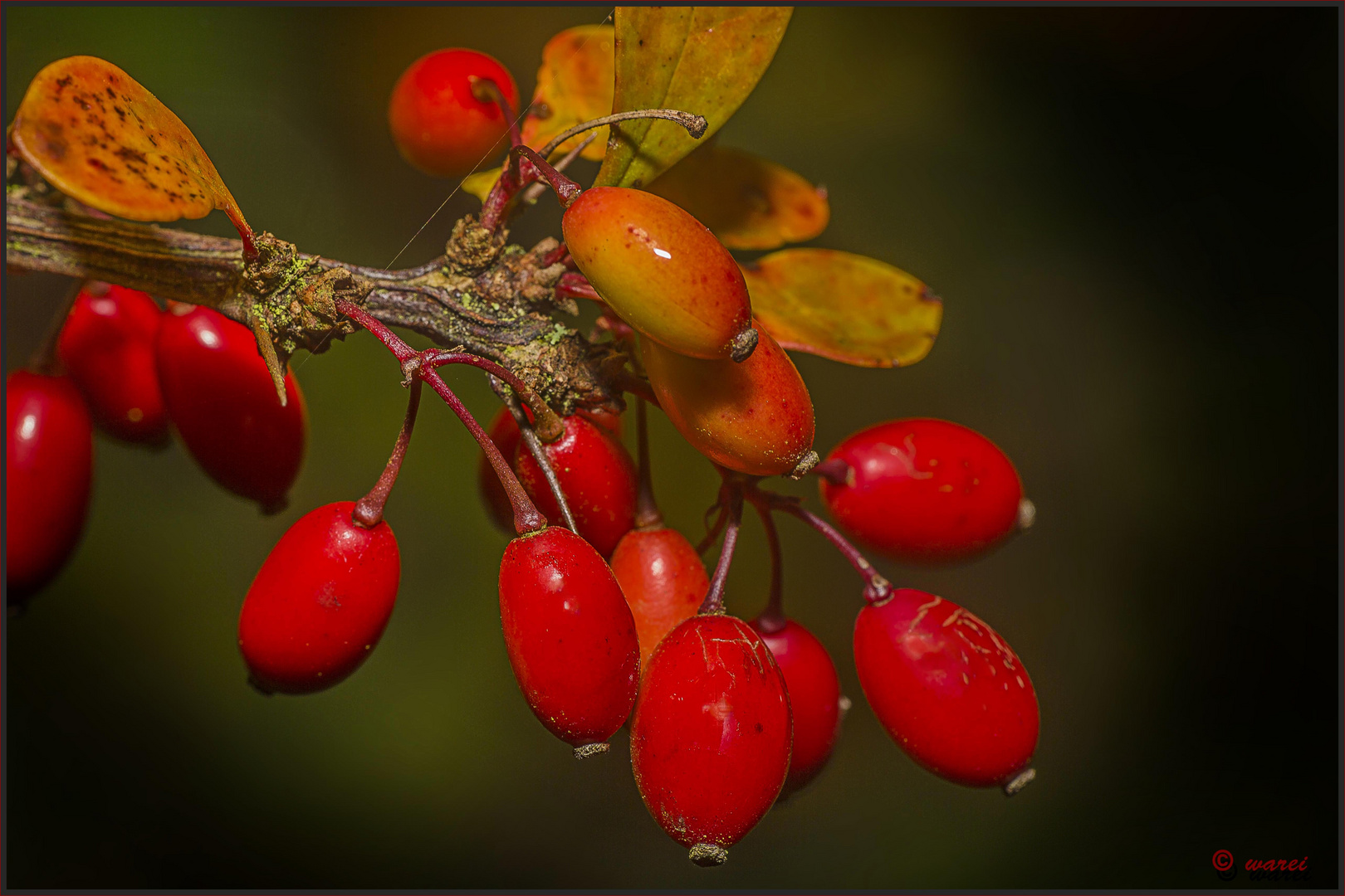 Berberitzen-Beeren