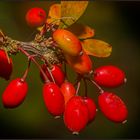 Berberitzen-Beeren