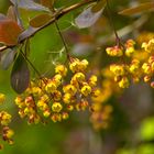 Berberitzen-Blüten