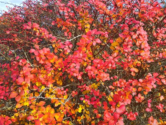 Berberitzen im November