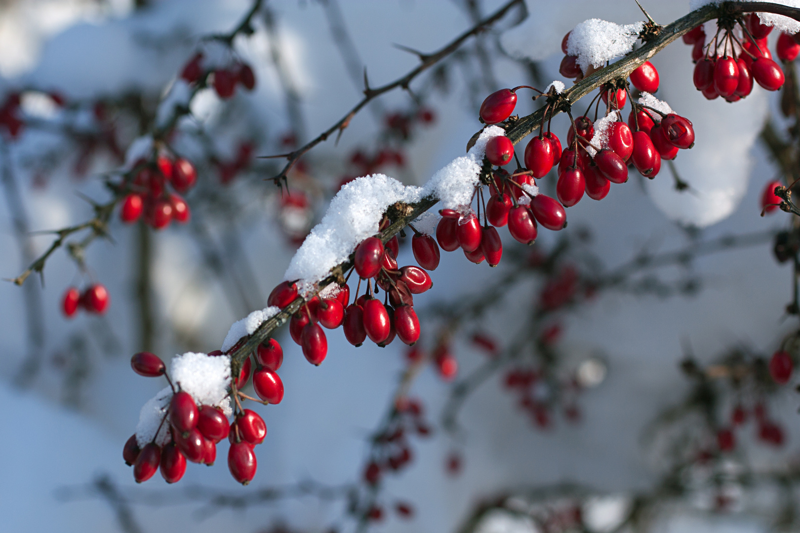 Berberitzen im Schnee