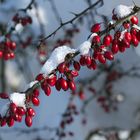 Berberitzen im Schnee