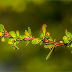 ~ Berberitzen-Pano ~