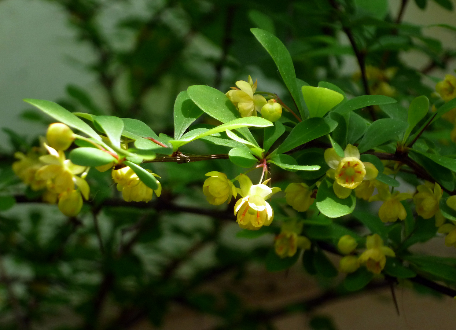 Berberitzenblüten