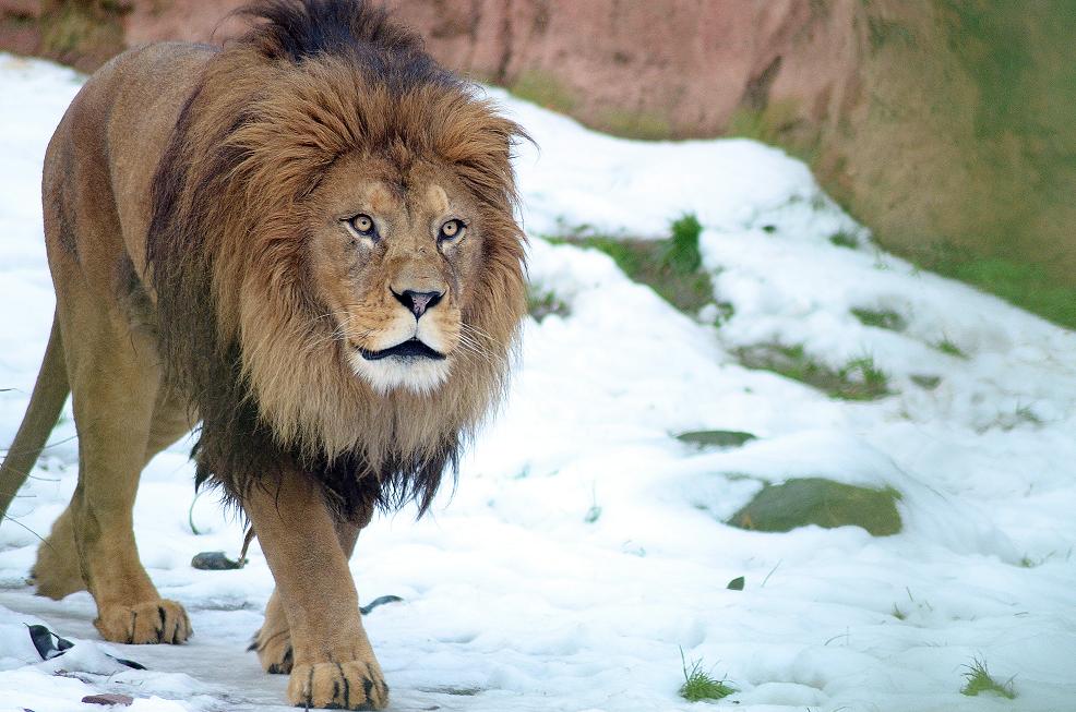 Berberlöwe im Schnee