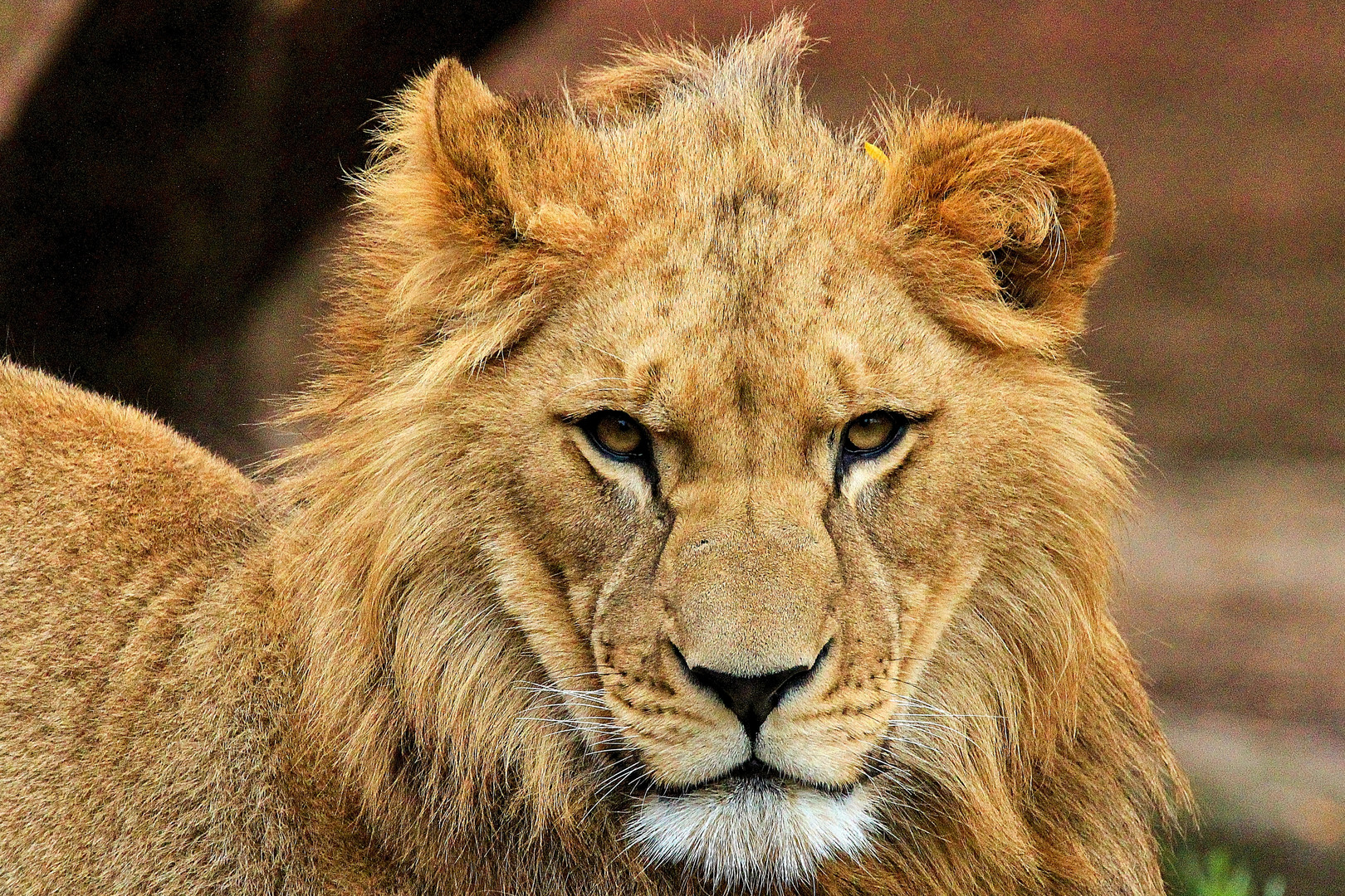 Berberlöwe (Panthera leo leo)