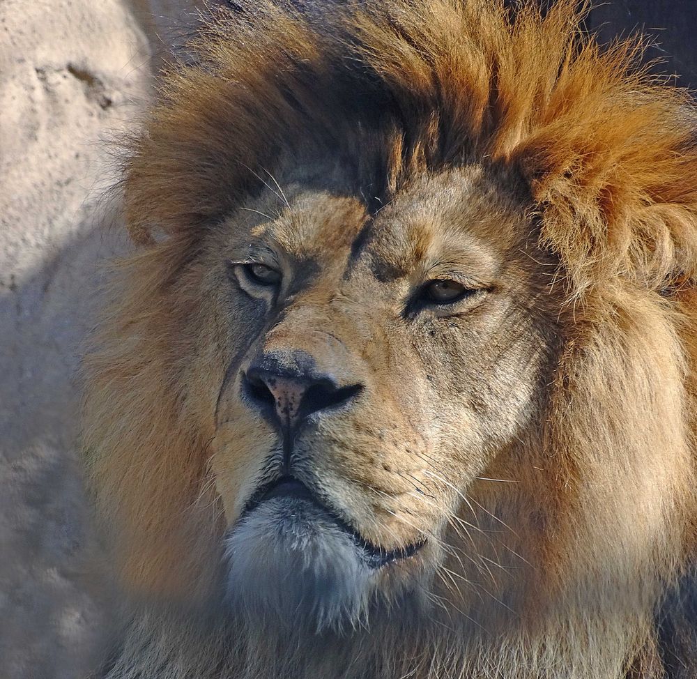 Berberlöwe (Zoo Neuwied)