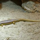 Berberskink