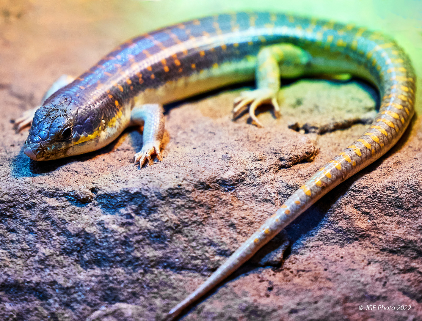 Berberskink