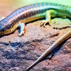 Berberskink