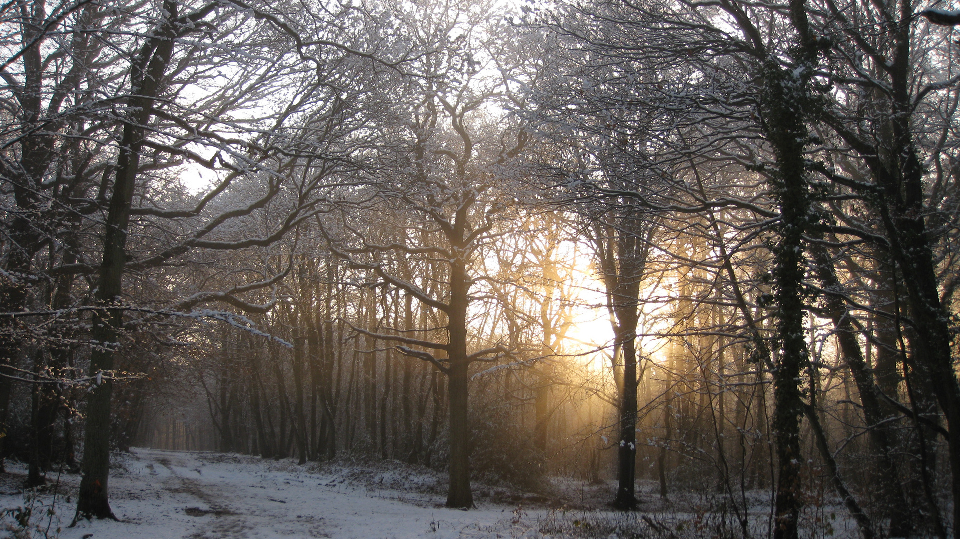 bercée par le soleil, la forêt s'ensommeille