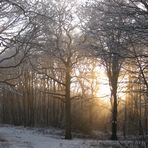 bercée par le soleil, la forêt s'ensommeille