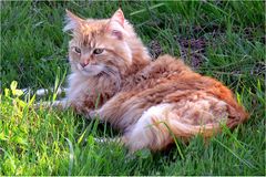 Berchtesgadener Bergkatze