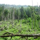 Berchtesgadener Bergmischwald - Verjüngungsfläche nach Borkenkäfer