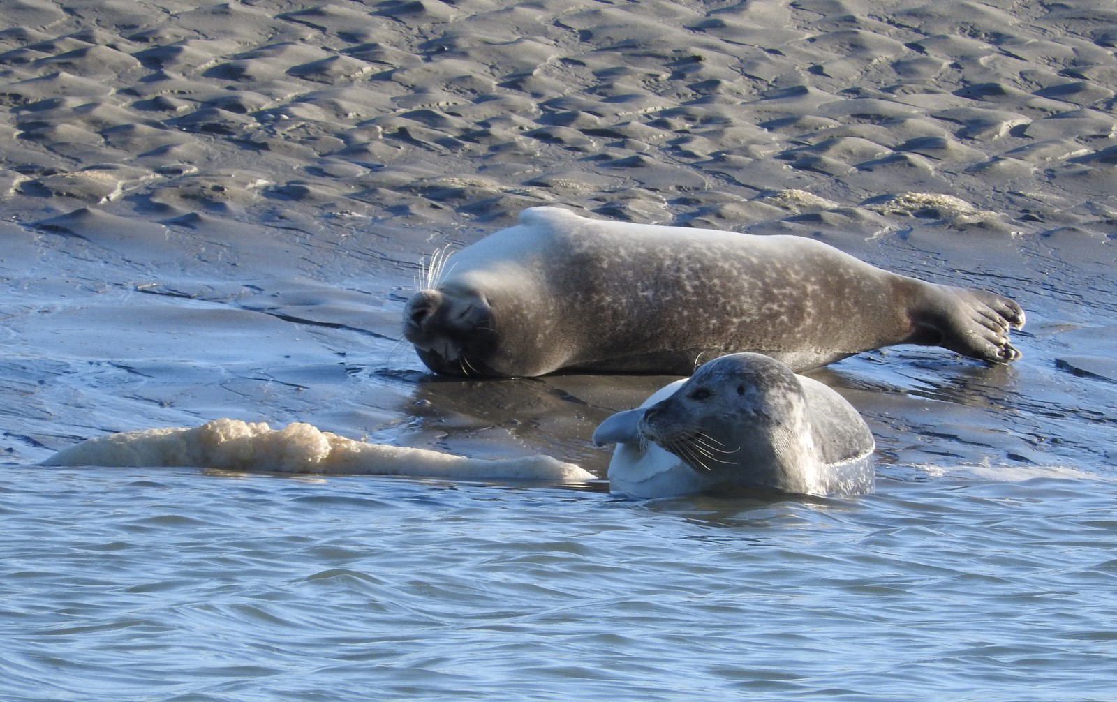 berck, phoques en baie d' authie