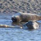 berck, phoques en baie d' authie