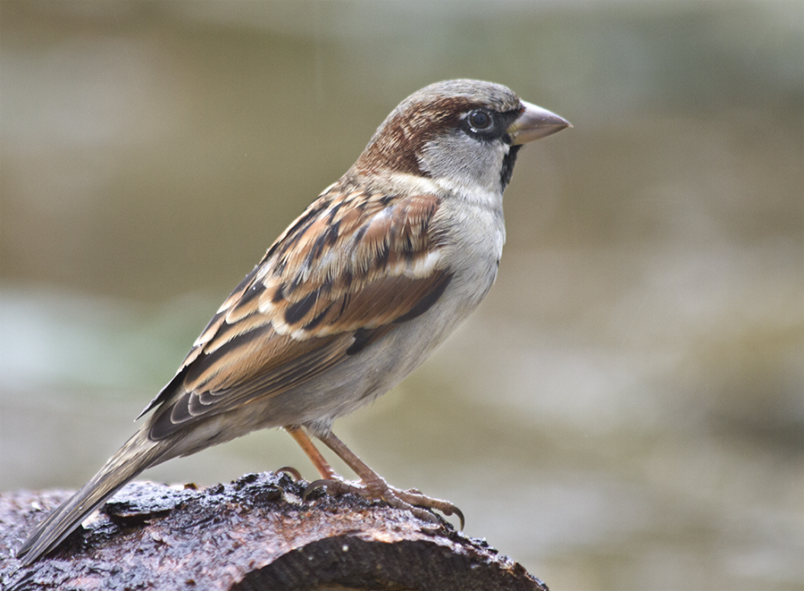 Beregneter Spatz