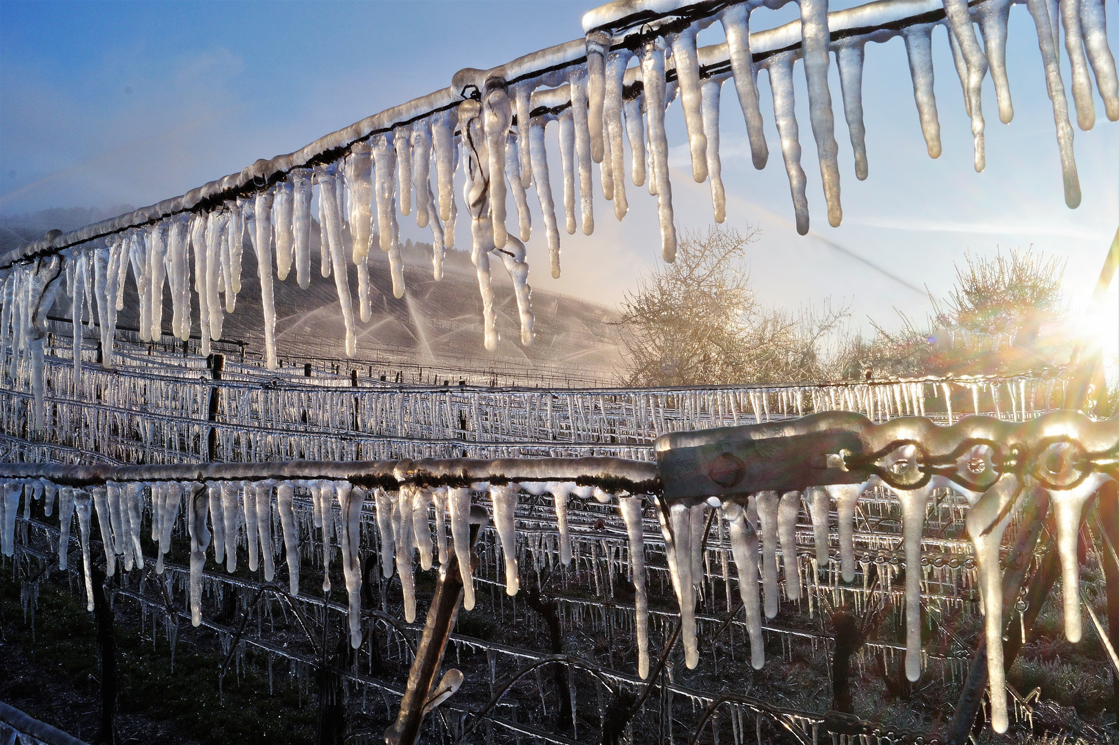 Beregnung gegen Frostschäden.