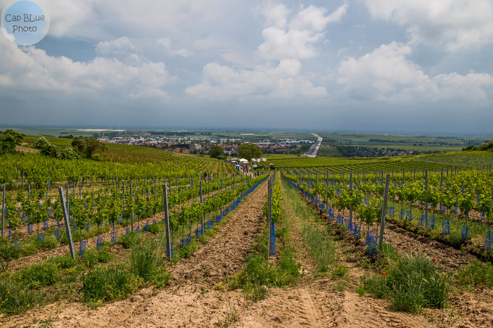 Bereich Mittelhardt/Höllenpfad Grünstadt-Sausenheim