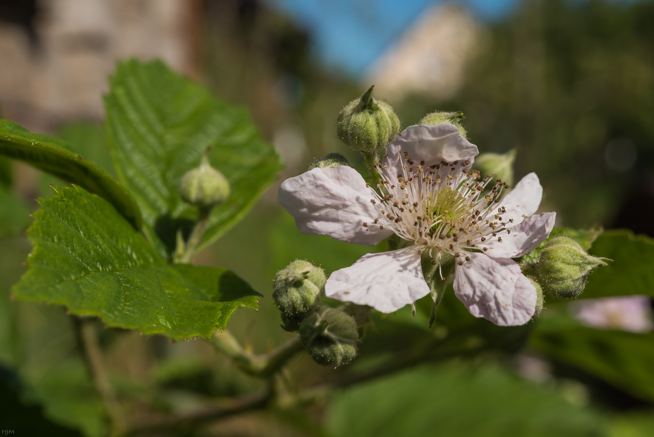 Bereifte Brombeere