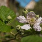 Bereifte Brombeere