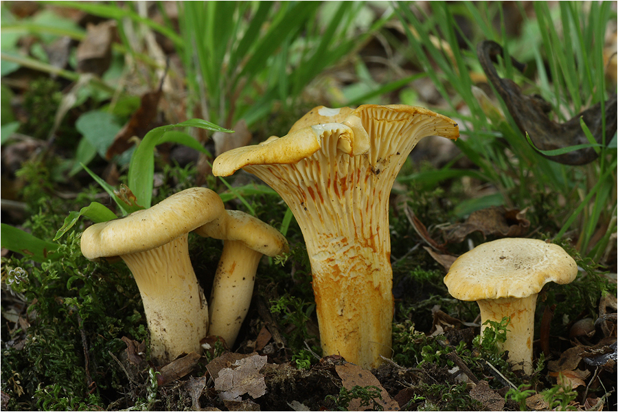 Bereifter Pfifferling (Cantharellus subpruinosus)