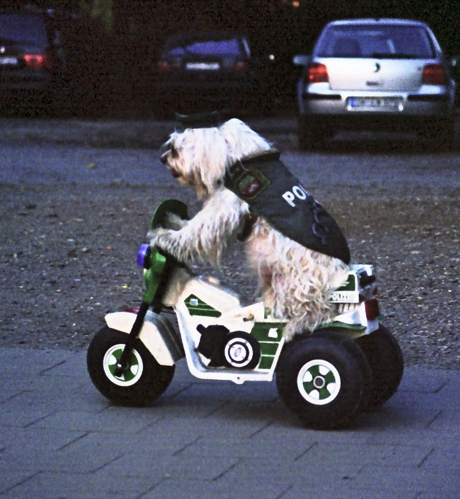 bereifter Polizeihund auf Streife