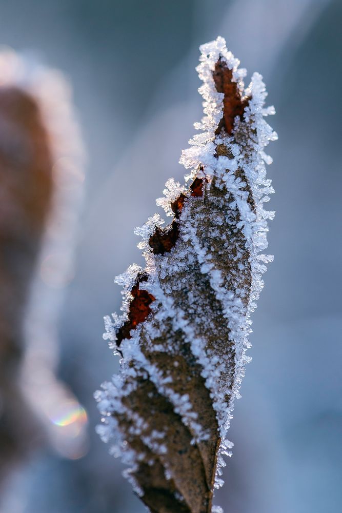 Bereiftes Blatt