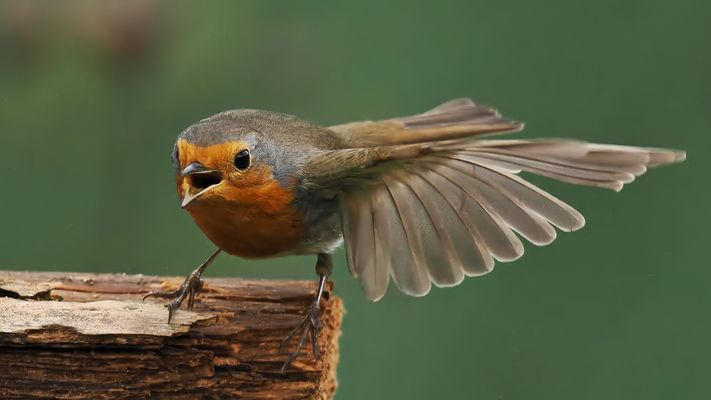 Bereit für Abflug wegen des anfliegenden Rivalen