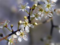 Bereit für den Frühling