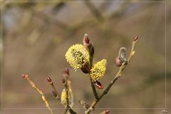 bereit für die Bienen