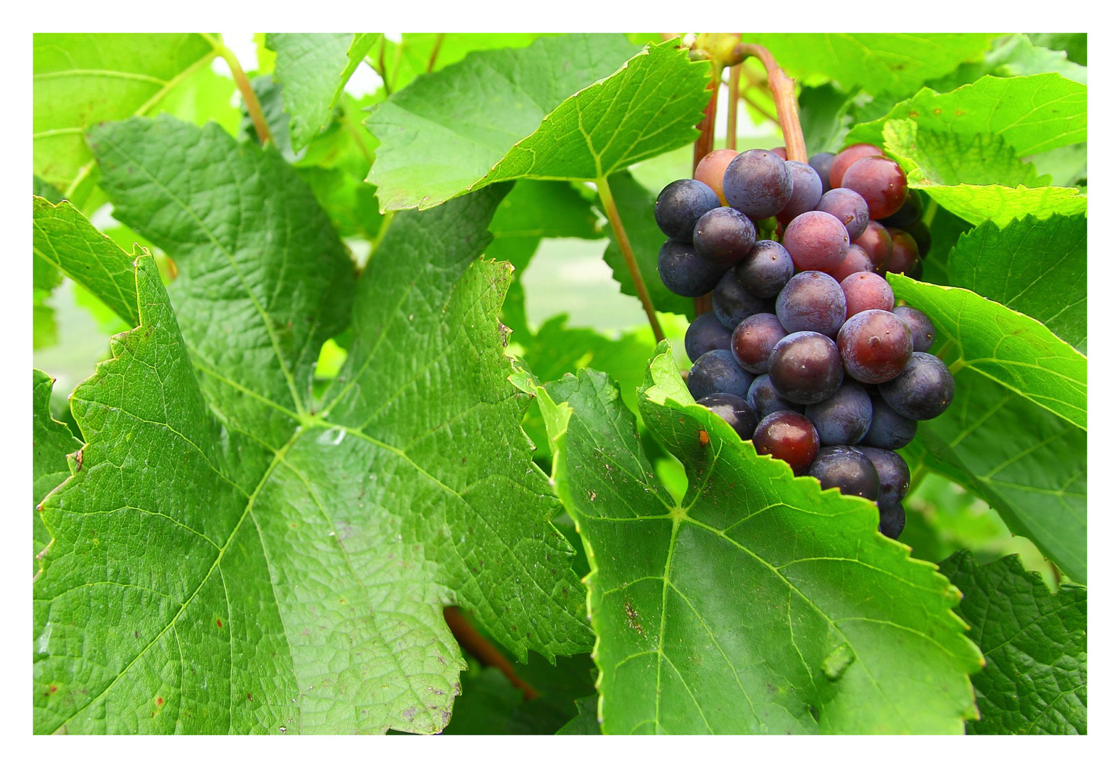 Bereit für die Weinlese