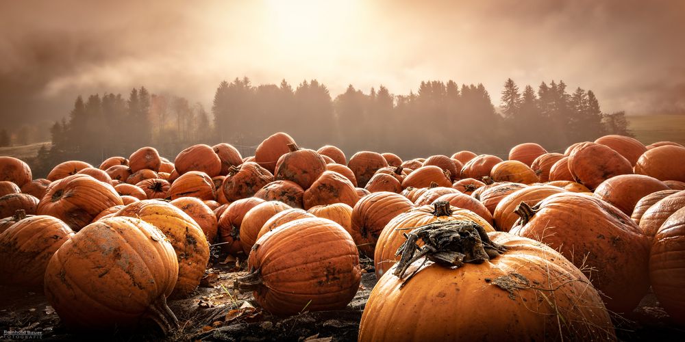 Bereit für Halloween