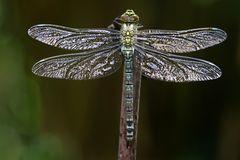 bereit zu Jungfernflug