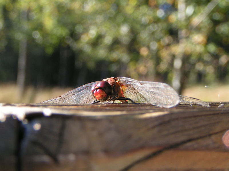 Bereit zum Abflug