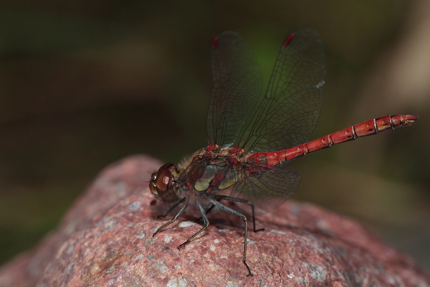 Bereit zum Abflug, Dettingen a.d. Erms, Biosphärengebiet schw. Alb