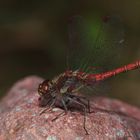 Bereit zum Abflug, Dettingen a.d. Erms, Biosphärengebiet schw. Alb