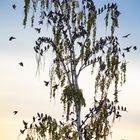 Bereit zum Abflug in den Süden