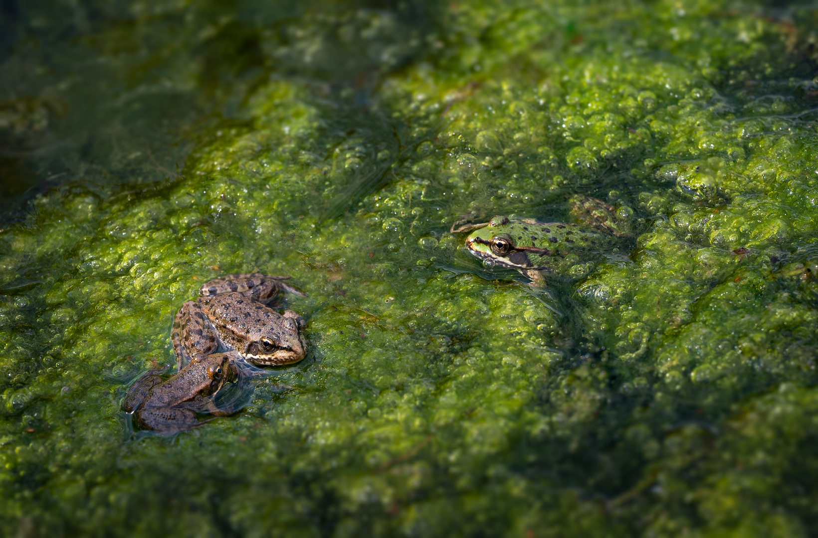 Bereit zum Froschkonzert im GrünenBereit zum Froschkonzert