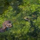 Bereit zum Froschkonzert im GrünenBereit zum Froschkonzert