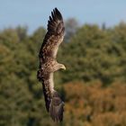 Bereit zum Sturzflug: Seeadler 