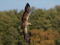 Bereit zum Sturzflug: Seeadler 