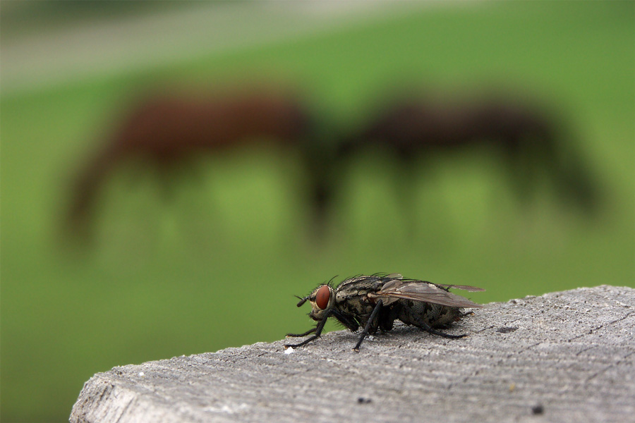 Bereit zur Attacke